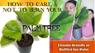 Licuala GrandisRuffled fan Palm How not to burn your Licuala Palm Scarlet Venice [upl. by Naejarual]