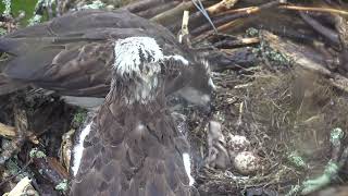 Cywion 12 Glaslyn Chicks 12 [upl. by Ettenoj]