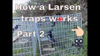 How a Larsen trap works part 2 [upl. by Ecnedurp]