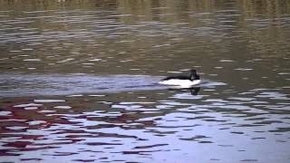 Bufflehead Ducks in inlet at Rotary Park in Sault Ste Marie Michigan [upl. by Mecke]