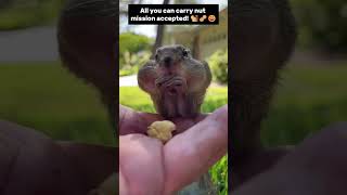 All you can carry nut mission accepted 🐿️🥜😆 shorts animals squirrel [upl. by Gerty]