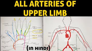 Arteries of Upper Limb  Axillary Artery  Brachial Artery  Ulnar Artery  Radial Artery [upl. by Siesser]