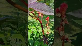 How to Grow Ricinus communis [upl. by Felise160]