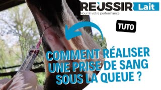 TUTO Comment réaliser une prise de sang sous la queue [upl. by Ayyidas]