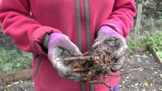 How to Harvest Black Cohosh with Michael Pilarski quotSkeeterquot Part 1 [upl. by Amle]