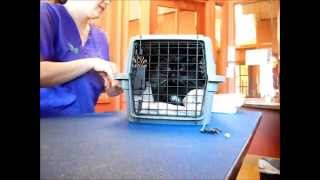 Removing Aggressive Cats from Carriers [upl. by Crary]