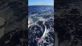 Marlin  fishing  Hawaii  offshore trolling pelagic fishing billfish [upl. by Akilam739]