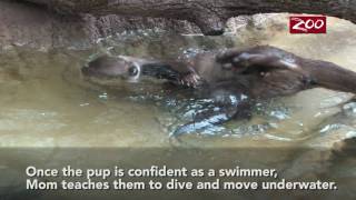 Otter Pups Swim Lesson [upl. by Llekcm500]