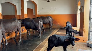 Update 4 September 2024  Sansaniwal Dairy Farm 🚧🚧Available Buffaloes at SDF 🥛सबसे जायज़ क़ीमत [upl. by Ecilegna]