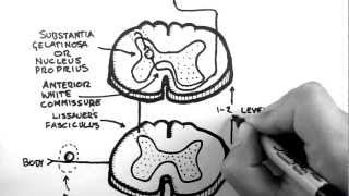 Spinal Pathways 3  Spinothalamic Tract [upl. by Lrae]