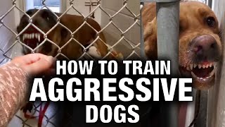 How to Train Aggressive Dogs [upl. by Val109]