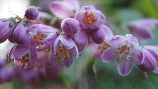 Żylistek Strawberry Fields  Deutzia Strawberry Fields [upl. by Mil]