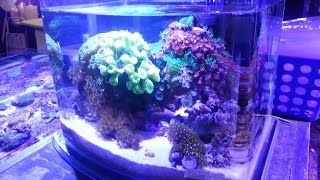 5 Pico Reef Aquarium at Elite Reef [upl. by Filiano]