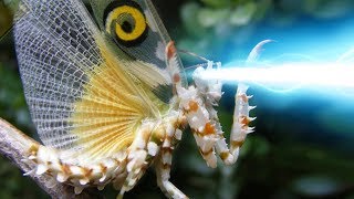 The Transformation  Spiny Flower Praying Mantis  Pseudocreobotra Wahlbergii [upl. by Elyn]