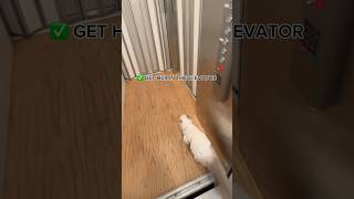 I HAVE AN ELEVATOR INSIDE MY HOUSE showing my cat a tour 🫣🐱 [upl. by Ornie681]