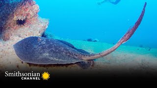 The Stinger on This Sting Ray Can Easily Kill You  Smithsonian Channel [upl. by Sul]