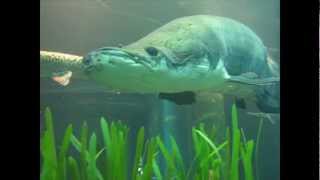 Arapaima at the Tennessee Aquarium [upl. by Allegra]