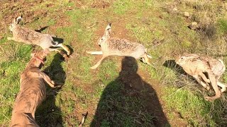 Galgo vs Liebre vs Conejo Lo Mejor del año 2023 Cacería de Liebres y Conejos con Perro [upl. by Ardnuas446]