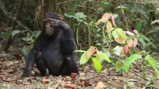 TBS Chimp Channel EP 1 [upl. by Sainana702]