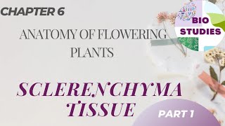 Sclerenchyma Tissue  Anatomy of Flowering Plants biostudies [upl. by Odnumyer]