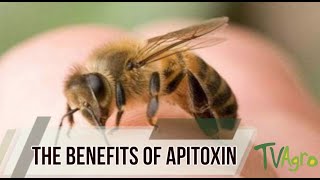 The benefits of Apitoxin bee venom  Tv Agro By Juan Gonzalo Angel [upl. by Nahta]