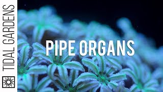 Pipe Organ Coral Tubipora musica Care Tips [upl. by Hiltan]