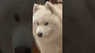 Major Side Eye From Beau the Samoyed [upl. by Notirb]