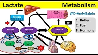 What Lactate is amp What it ACTUALLY does 5 Min Phys [upl. by Arda317]