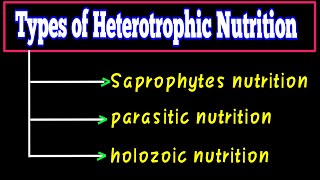 Heterotrophic Mode of Nutrition  Biology [upl. by Karb840]