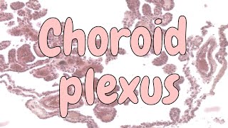 Choroid plexus  nervous system histology [upl. by Cleo]