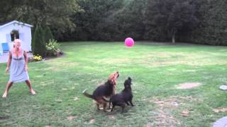 Cute Dogs Playing with Balloon quotthe balloon dogsquot [upl. by Gershom678]