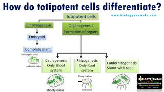 How do Totipotent cells differentiate in Plant Tissue Culture [upl. by Kennith]