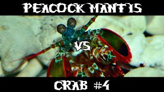 Peacock Mantis VS Crab 4 [upl. by Valerye613]