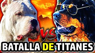 Dogo Argentino vs Mastín Tibetano  ¿Cuál es la mejor raza para ti [upl. by Vinny]