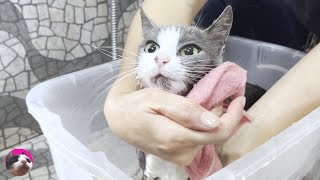 First bath for rescued street cat that has given birth [upl. by Bart]