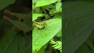 Grasshopper insects insectslife wildlife neture [upl. by Sherrie802]