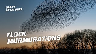 Why Do Starlings Flock in Murmurations [upl. by Ambrogino]