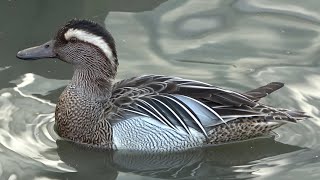 Garganey [upl. by Bamberger696]