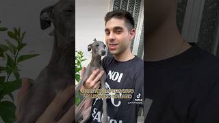 Seguitemi anche su ig Andreapappa❤️ levriero levrieroitaliano italiangreyhound pli dog dogs [upl. by Cotter]