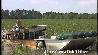 Crawfish Aquaculture in the South [upl. by Gardel592]