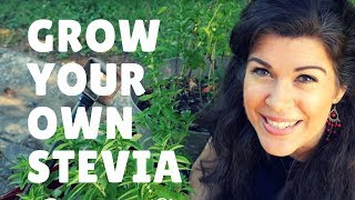 Grow Harvest and Process Your Own Stevia  The Best Natural Sweetener [upl. by Curtis]