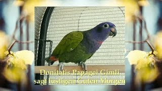 Papagei Guten Morgen lustig  Tiervideos zum Lachen [upl. by Ahsyt]