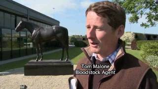 Goffs Land Rover Sale 2010 [upl. by Orferd]