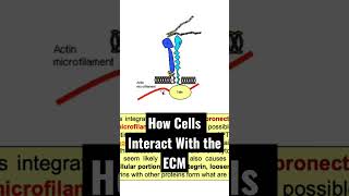 How Cells Communicate with the Extracellular Matrix [upl. by Drandell]