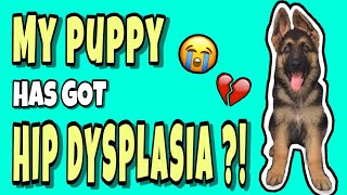 Hip Dysplasia Dog  Whats Wrong With My Puppy [upl. by Costanza]