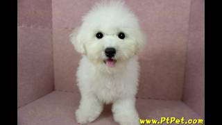 0501 比熊犬 Bichon Frise 公幼犬日新犬舍 [upl. by Worlock]