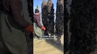 La ferme de moules  une innovation fascinante shorts moules aquaculture [upl. by Beall250]