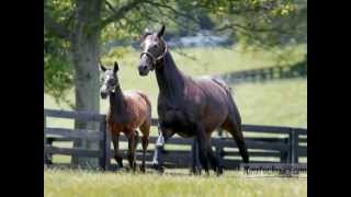 Zenyatta and her little miracle foal [upl. by Nauqe]