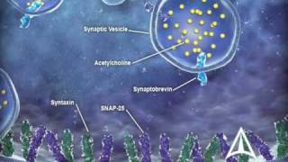 US WorldMeds  Mechanism of Action [upl. by Cran]