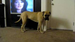 Bullmastiff vs Housefly [upl. by Hallsy]